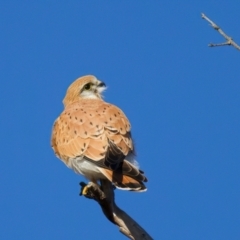 Falco cenchroides at Pialligo, ACT - 6 Jul 2024