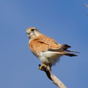 Falco cenchroides at Pialligo, ACT - suppressed