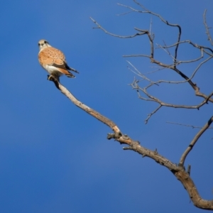 Falco cenchroides at Pialligo, ACT - suppressed