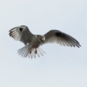 Elanus axillaris at Ginninderry Conservation Corridor - 7 Jul 2024 11:21 AM