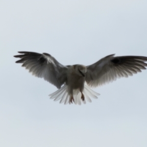 Elanus axillaris at Ginninderry Conservation Corridor - 7 Jul 2024