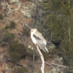 Elanus axillaris at Ginninderry Conservation Corridor - 7 Jul 2024