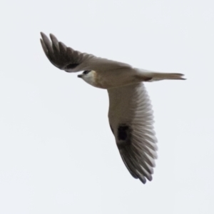 Elanus axillaris at Ginninderry Conservation Corridor - 7 Jul 2024 11:21 AM