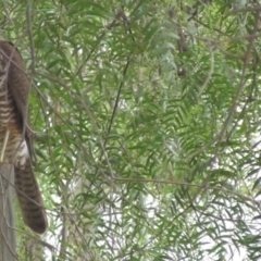 Tachyspiza cirrocephala (Collared Sparrowhawk) at Northam, WA - 29 May 2024 by Ladybird