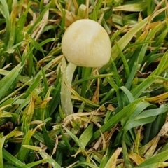 zz agaric (stem; gills not white/cream) at Goulburn, NSW - 9 Jul 2024