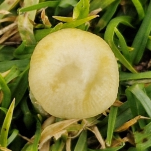 zz agaric (stem; gills not white/cream) at Goulburn, NSW - 9 Jul 2024 10:53 AM