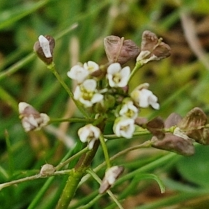 Capsella bursa-pastoris at Goulburn, NSW - 9 Jul 2024