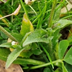 Capsella bursa-pastoris at Goulburn, NSW - 9 Jul 2024