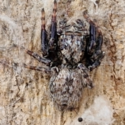 Servaea incana (Hoary Servaea) at Goulburn, NSW - 9 Jul 2024 by trevorpreston