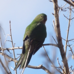 Alisterus scapularis (Australian King-Parrot) at Braidwood, NSW - 6 Jul 2024 by MatthewFrawley