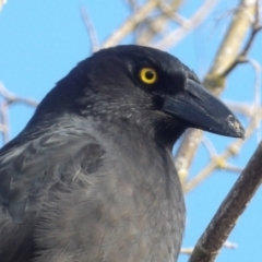 Strepera graculina (Pied Currawong) at Braidwood, NSW - 6 Jul 2024 by MatthewFrawley