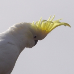 Cacatua galerita at Braidwood, NSW - 6 Jul 2024 10:22 AM