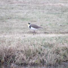 Vanellus miles (Masked Lapwing) at Braidwood, NSW - 8 Jul 2024 by MatthewFrawley