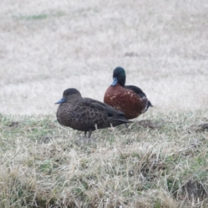 Anas castanea at Braidwood, NSW - 8 Jul 2024 04:37 PM