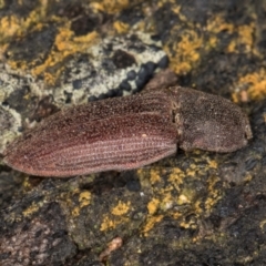 Agrypnus sp. (genus) (Rough click beetle) at Belconnen, ACT - 9 Jul 2024 by kasiaaus