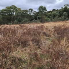 Hypericum perforatum (St John's Wort) at Farrer, ACT - 9 Jul 2024 by julielindner