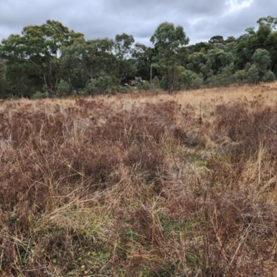 Hypericum perforatum (St John's Wort) at Farrer, ACT - 9 Jul 2024 by julielindner