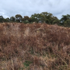 Hypericum perforatum at Farrer, ACT - 9 Jul 2024 02:24 PM