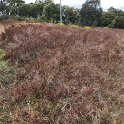 Hypericum perforatum (St John's Wort) at Farrer, ACT - 9 Jul 2024 by julielindner