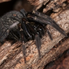 Badumna sp. (genus) at Belconnen, ACT - 9 Jul 2024