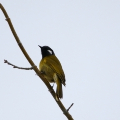 Nesoptilotis leucotis (White-eared Honeyeater) at Richardson, ACT - 9 Jul 2024 by MB