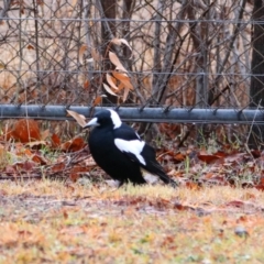 Gymnorhina tibicen (Australian Magpie) at Richardson, ACT - 9 Jul 2024 by MB