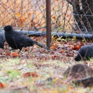 Corcorax melanorhamphos at Richardson, ACT - suppressed