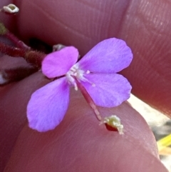 Stylidium lineare at Moollattoo, NSW - 9 Jul 2024 02:55 PM