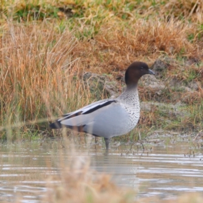 Chenonetta jubata (Australian Wood Duck) at Richardson, ACT - 9 Jul 2024 by MB