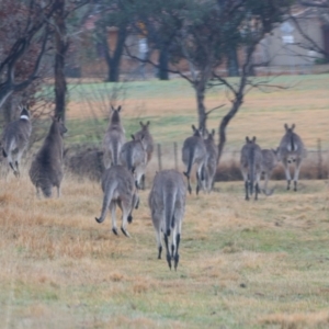 Macropus giganteus at Richardson, ACT - 9 Jul 2024 09:31 AM