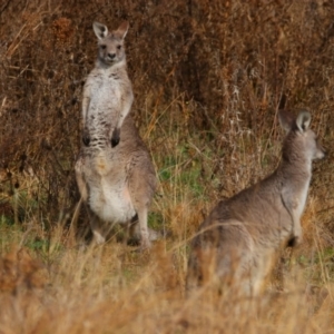 Macropus giganteus at Richardson, ACT - 9 Jul 2024 09:31 AM