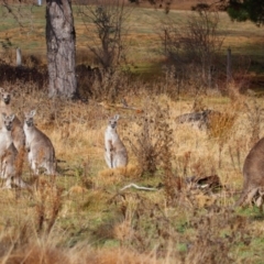 Macropus giganteus at Richardson, ACT - 9 Jul 2024 09:31 AM