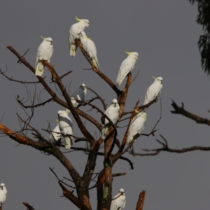 Cacatua galerita at Isabella Plains, ACT - 9 Jul 2024 09:31 AM