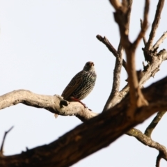 Sturnus vulgaris (Common Starling) at Isabella Plains, ACT - 8 Jul 2024 by MB