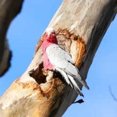 Eolophus roseicapilla (Galah) at Isabella Plains, ACT - 8 Jul 2024 by MB