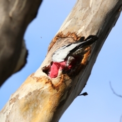 Eolophus roseicapilla at Isabella Plains, ACT - 9 Jul 2024