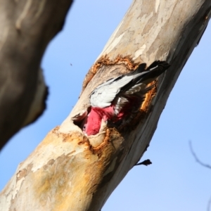 Eolophus roseicapilla at Isabella Plains, ACT - 9 Jul 2024