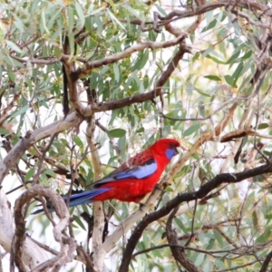 Platycercus elegans at Isabella Plains, ACT - 9 Jul 2024 09:43 AM