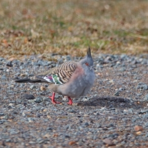 Ocyphaps lophotes at Richardson, ACT - 9 Jul 2024