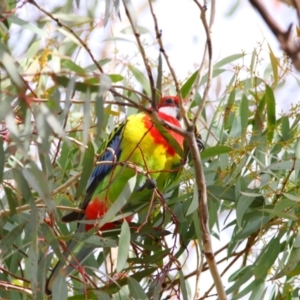 Platycercus eximius at Richardson, ACT - 9 Jul 2024