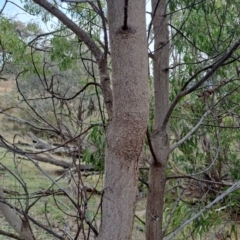 Acacia implexa at Fadden, ACT - 9 Jul 2024