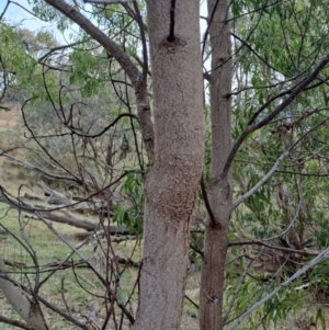 Acacia implexa at Fadden, ACT - 9 Jul 2024