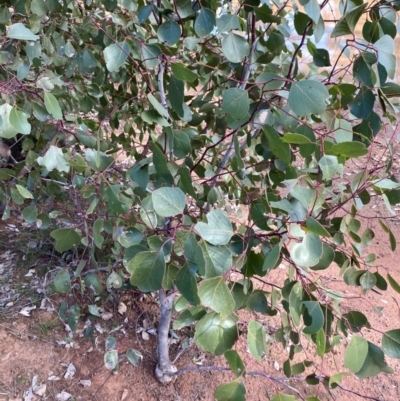 Eucalyptus populnea (Poplar Box, Bimble Box) at Binya, NSW - 23 Jun 2024 by Tapirlord