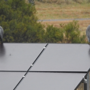 Egretta novaehollandiae at Kambah, ACT - 8 Jul 2024