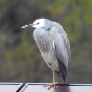 Egretta novaehollandiae at Kambah, ACT - 8 Jul 2024