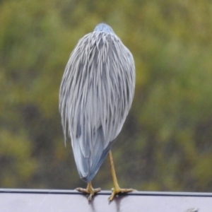 Egretta novaehollandiae at Kambah, ACT - 8 Jul 2024