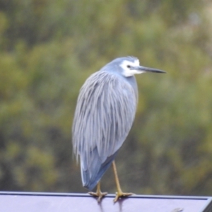 Egretta novaehollandiae at Kambah, ACT - 8 Jul 2024