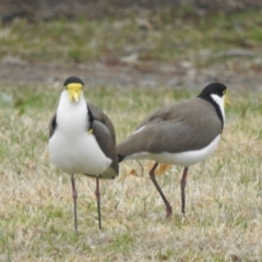 Vanellus miles (Masked Lapwing) at Kambah, ACT - 7 Jul 2024 by HelenCross