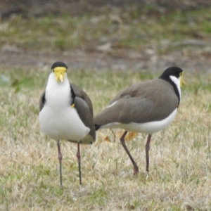 Vanellus miles at Kambah, ACT - 8 Jul 2024 09:53 AM