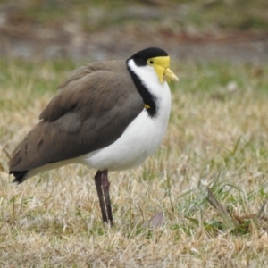 Vanellus miles at Kambah, ACT - 8 Jul 2024 09:53 AM